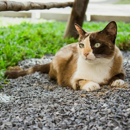Ban Klong Srabua Hotel Ayutthaya Bagian luar foto