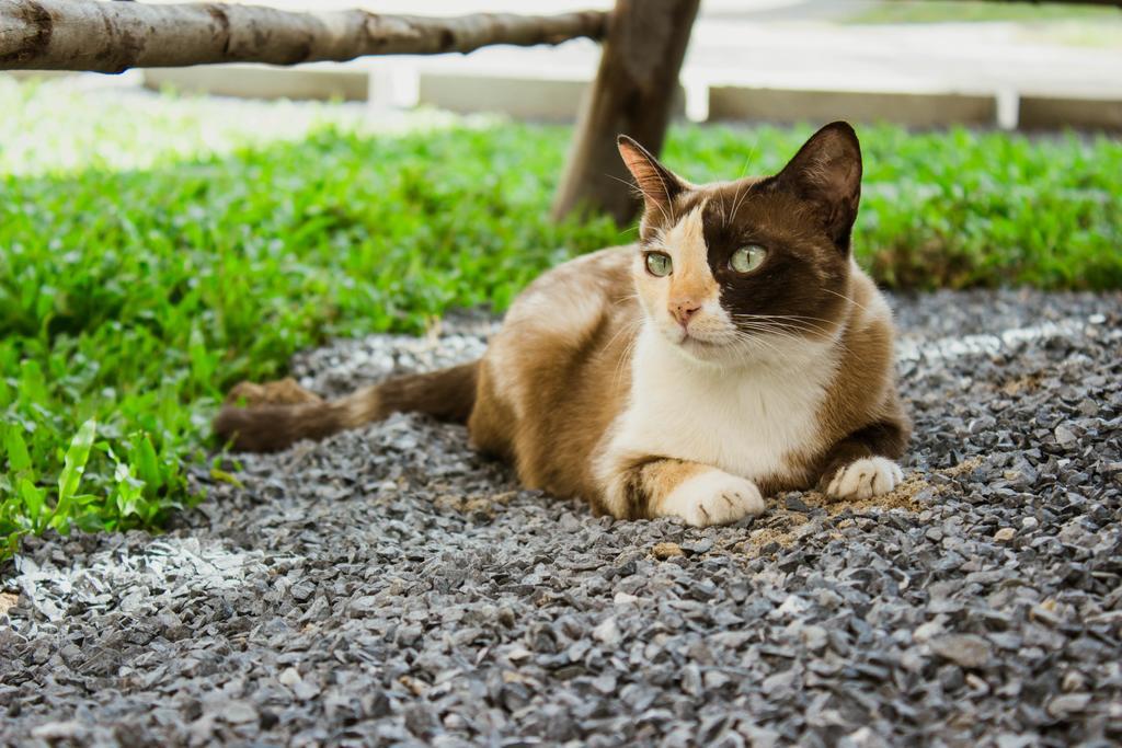 Ban Klong Srabua Hotel Ayutthaya Bagian luar foto